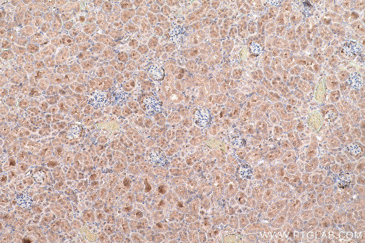 Immunohistochemical analysis of paraffin-embedded mouse kidney tissue slide using KHC0766 (FUCA1 IHC Kit).