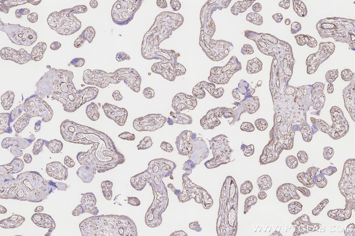 Immunohistochemical analysis of paraffin-embedded human placenta tissue slide using KHC3274 (FUT10 IHC Kit).