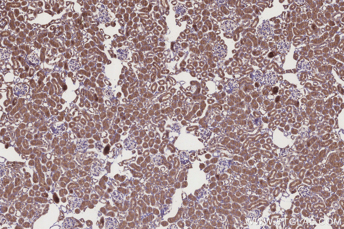 Immunohistochemical analysis of paraffin-embedded mouse kidney tissue slide using KHC3274 (FUT10 IHC Kit).