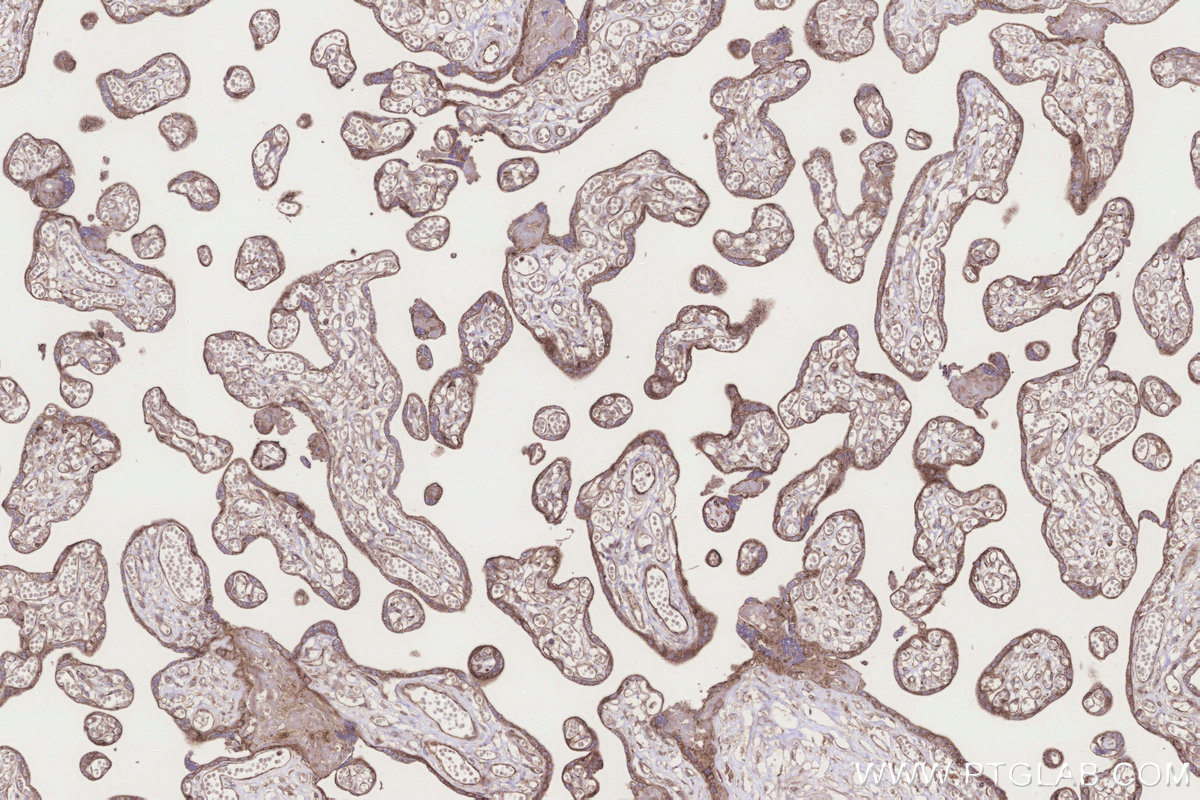Immunohistochemical analysis of paraffin-embedded human placenta tissue slide using KHC3273 (FUT8 IHC Kit).