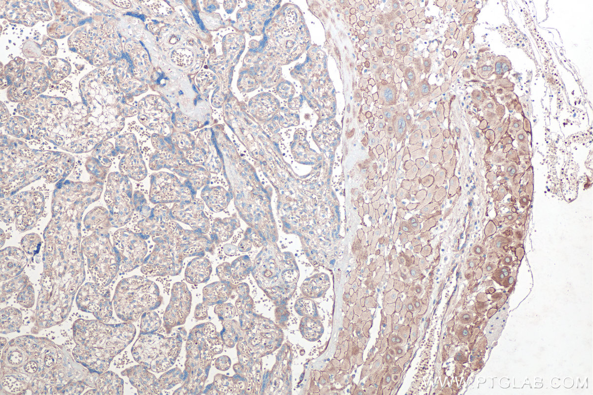 Immunohistochemical analysis of paraffin-embedded human placenta tissue slide using KHC0420 (FXYD1 IHC Kit).