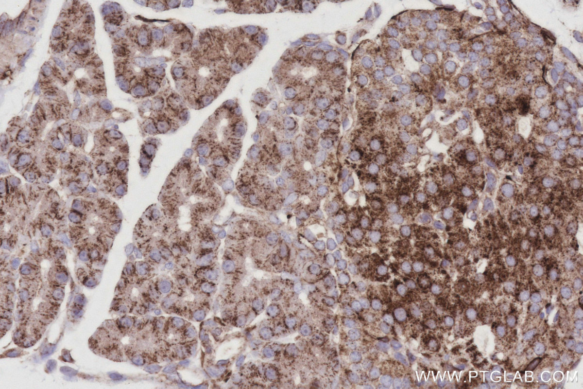 Immunohistochemical analysis of paraffin-embedded rat pancreas tissue slide using KHC3025 (Fetuin-B IHC Kit). Immunohistochemical analysis of paraffin-embedded rat pancreas tissue slide using KHC3025 (Fetuin-B IHC Kit).