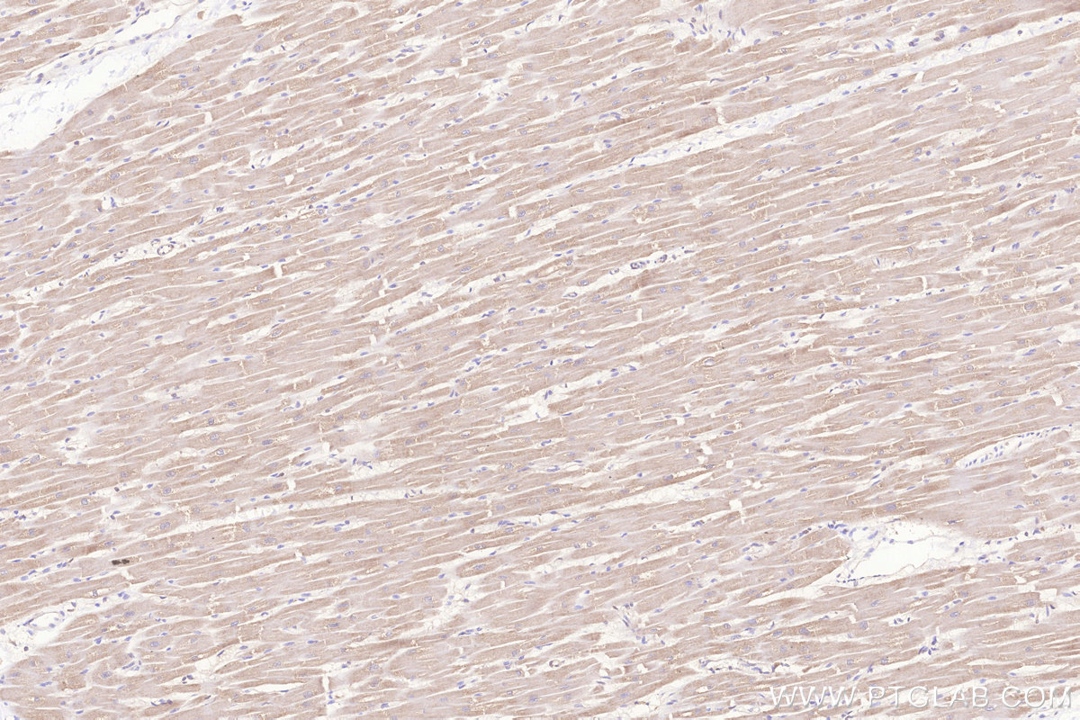 Immunohistochemical analysis of paraffin-embedded human heart tissue slide using KHC3257 (Frataxin IHC Kit).