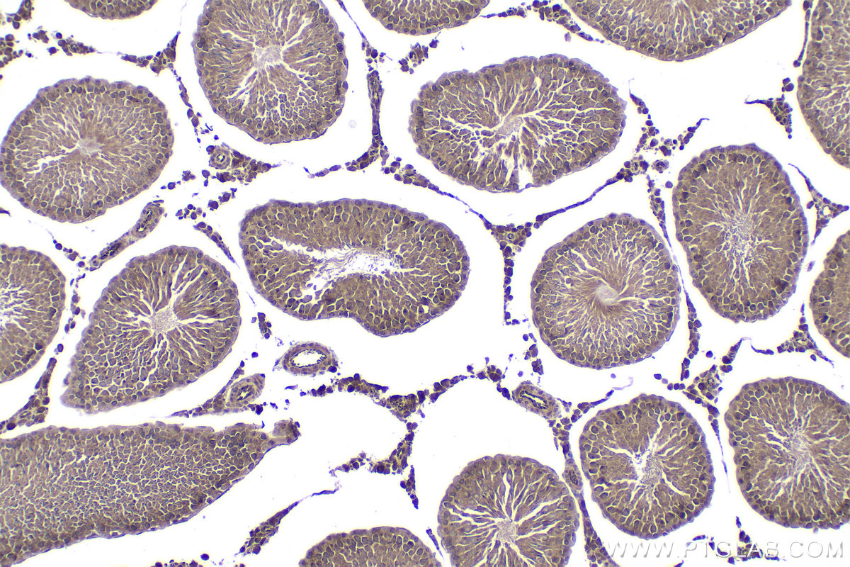 Immunohistochemical analysis of paraffin-embedded rat testis tissue slide using KHC2065 (GAK IHC Kit).
