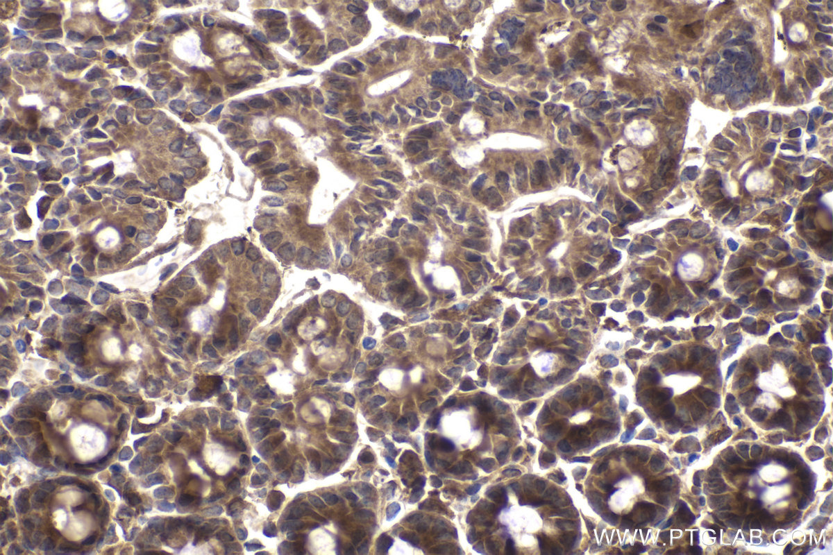 Immunohistochemical analysis of paraffin-embedded mouse small intestine tissue slide using KHC2065 (GAK IHC Kit).