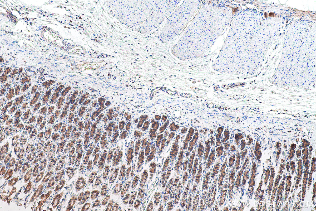 Immunohistochemical analysis of paraffin-embedded rat stomach tissue slide using KHC0896 (GALK1 IHC Kit).