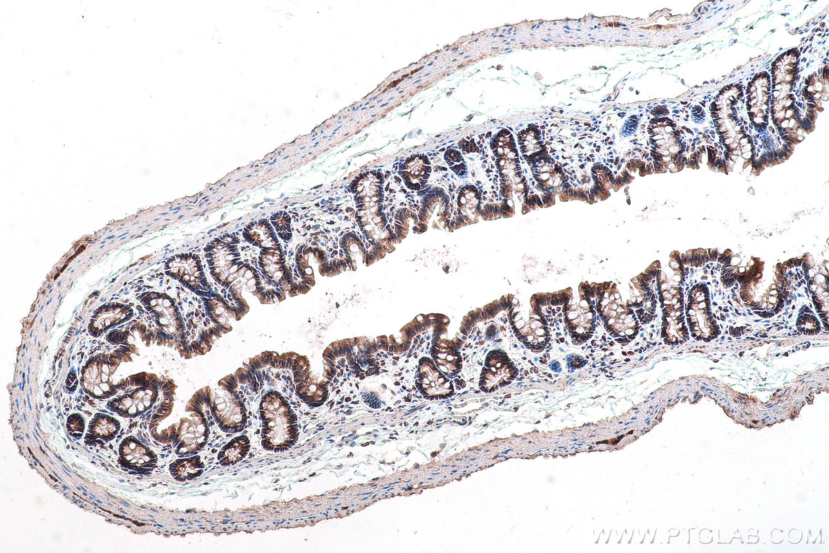 Immunohistochemical analysis of paraffin-embedded rat colon tissue slide using KHC0896 (GALK1 IHC Kit).