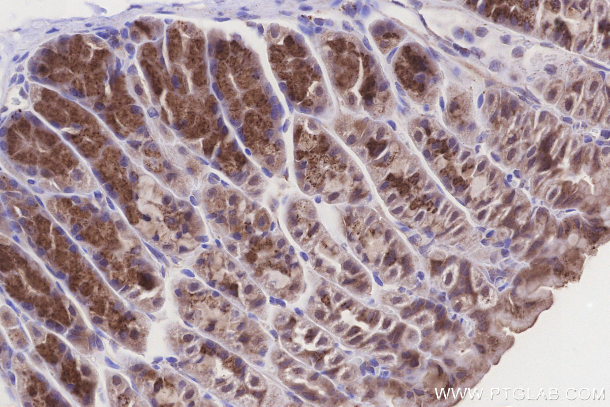 Immunohistochemical analysis of paraffin-embedded mouse stomach tissue slide using KHC3288 (GALNT4 IHC Kit).