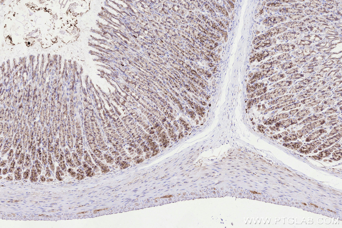 Immunohistochemical analysis of paraffin-embedded rat stomach tissue slide using KHC3288 (GALNT4 IHC Kit).