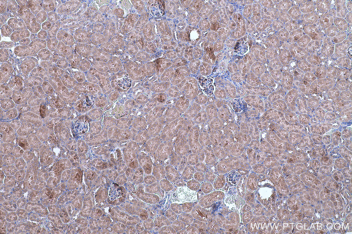 Immunohistochemical analysis of paraffin-embedded mouse kidney tissue slide using KHC0666 (GANAB IHC Kit).