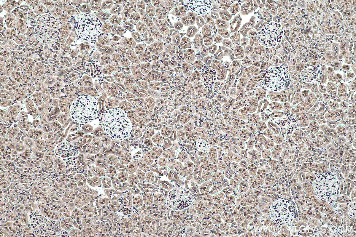 Immunohistochemical analysis of paraffin-embedded rat kidney tissue slide using KHC0501 (GAPDH IHC Kit).