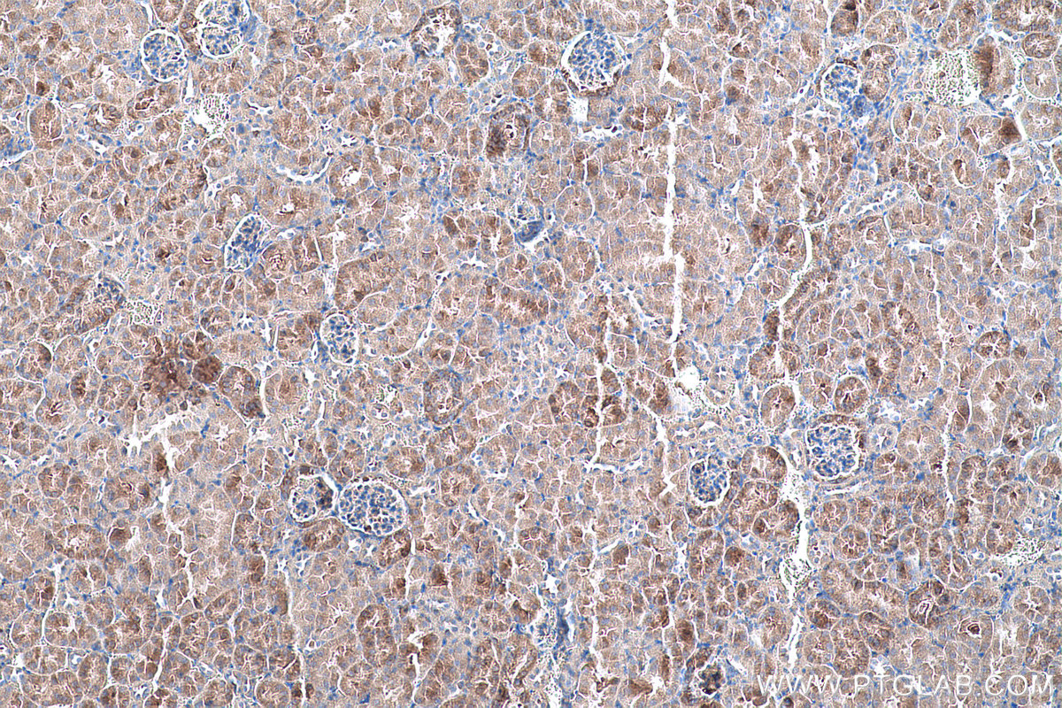 Immunohistochemical analysis of paraffin-embedded mouse kidney tissue slide using KHC0560 (GATM IHC Kit).