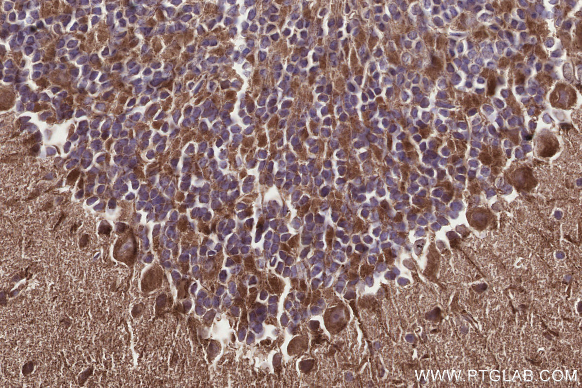 Immunohistochemical analysis of paraffin-embedded mouse cerebellum tissue slide using KHC3309 (GCDH IHC Kit).