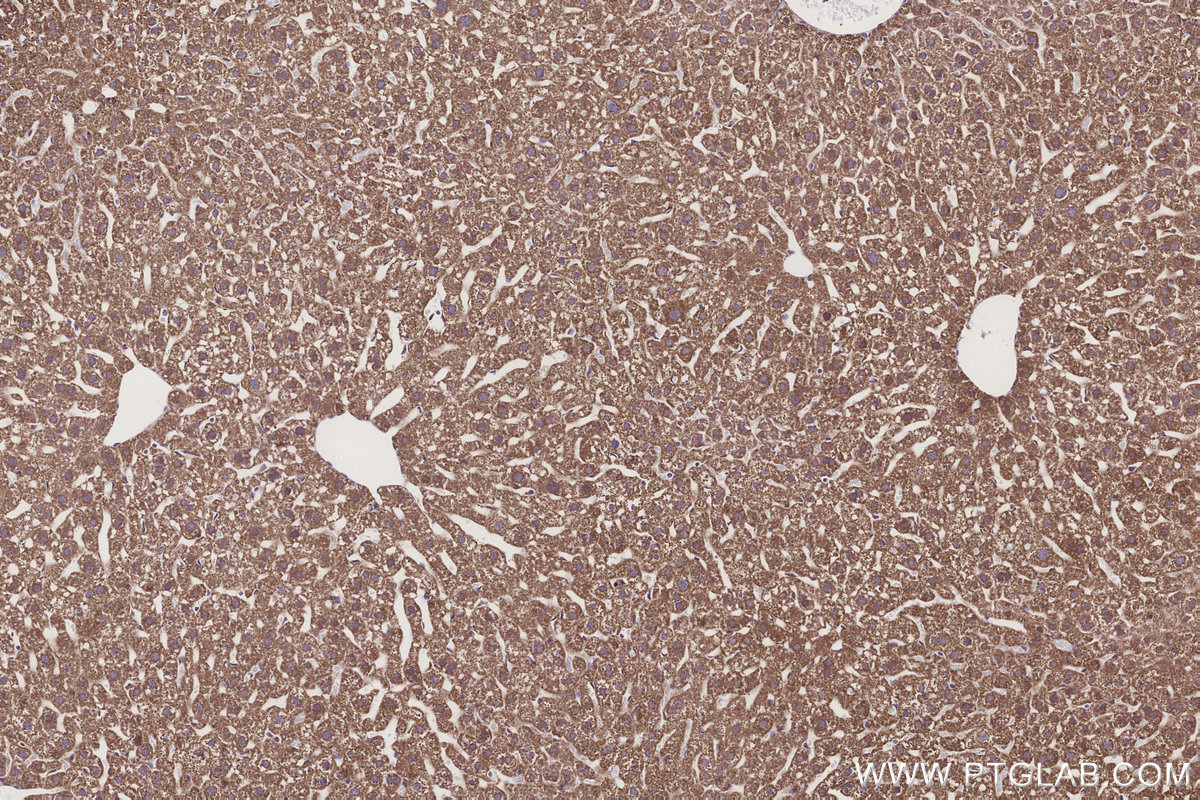 Immunohistochemical analysis of paraffin-embedded mouse liver tissue slide using KHC3309 (GCDH IHC Kit).