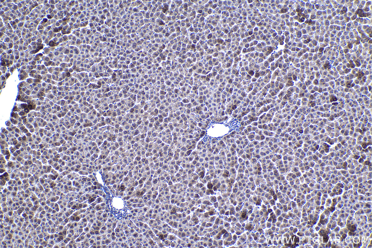 Immunohistochemical analysis of paraffin-embedded rat liver tissue slide using KHC1389 (GCNT2 IHC Kit).