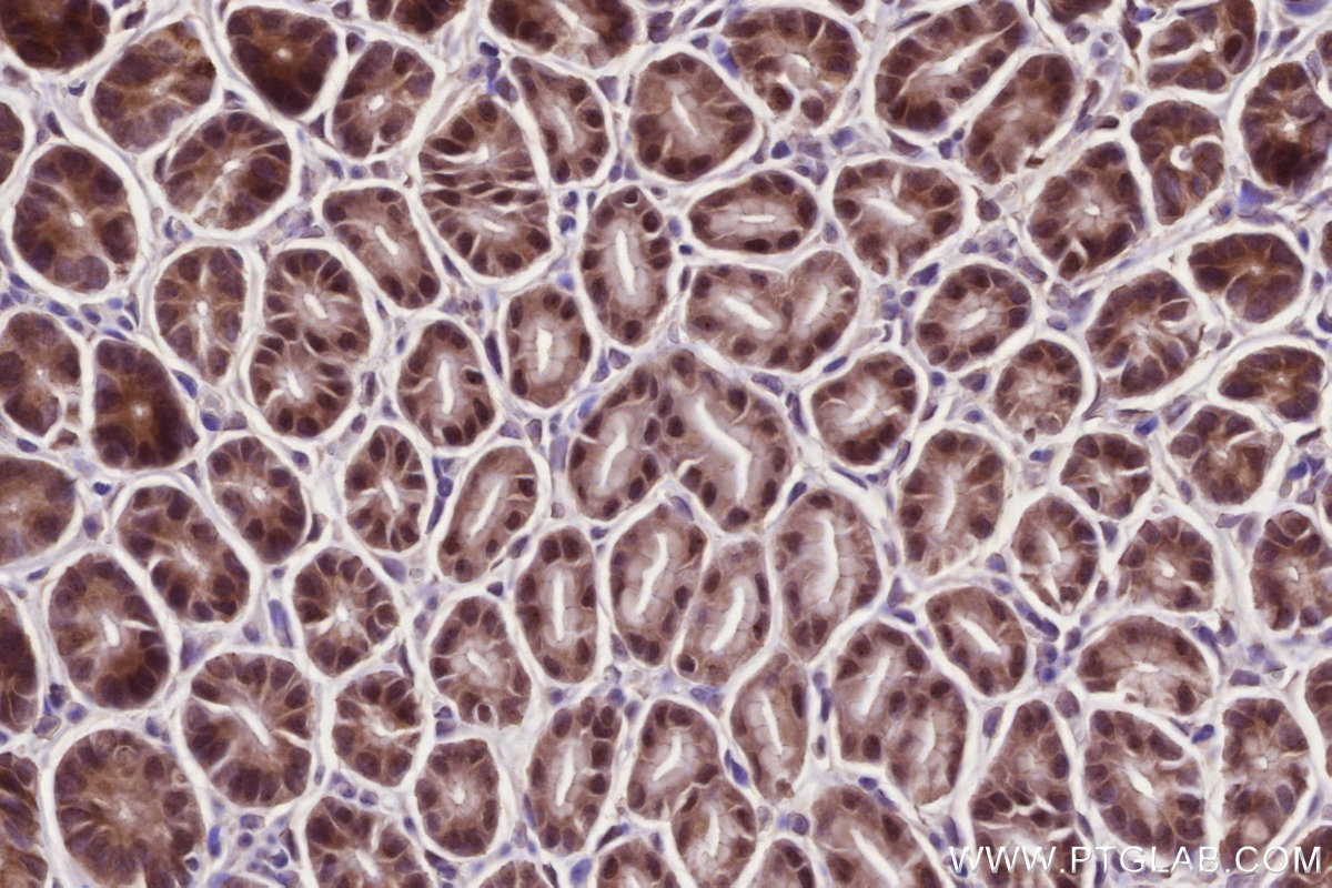 Immunohistochemical analysis of paraffin-embedded mouse stomach tissue slide using KHC2739 (GEMIN6 IHC Kit).