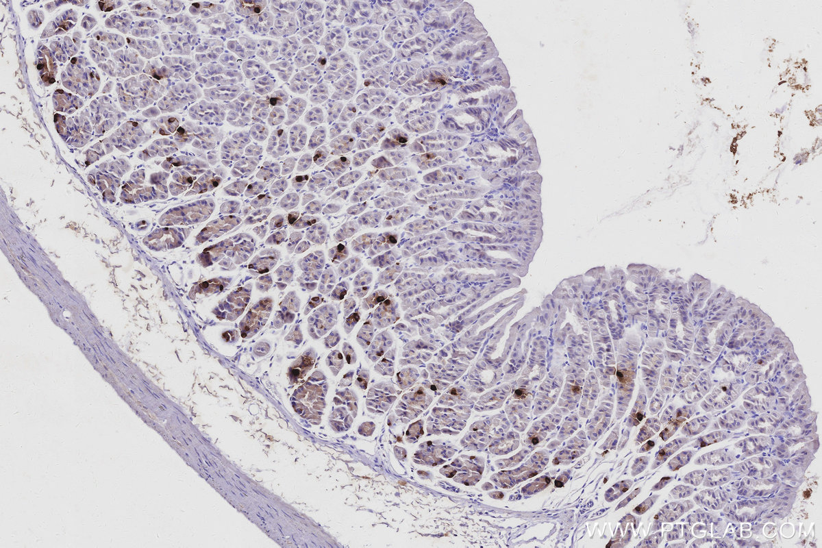 Immunohistochemical analysis of paraffin-embedded mouse stomach tissue slide using KHC3002 (GHRL IHC Kit). Immunohistochemical analysis of paraffin-embedded mouse stomach tissue slide using KHC3002 (GHRL IHC Kit).