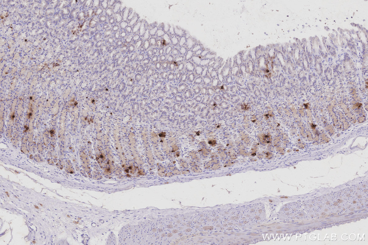 Immunohistochemical analysis of paraffin-embedded rat stomach tissue slide using KHC3002 (GHRL IHC Kit). Immunohistochemical analysis of paraffin-embedded rat stomach tissue slide using KHC3002 (GHRL IHC Kit).