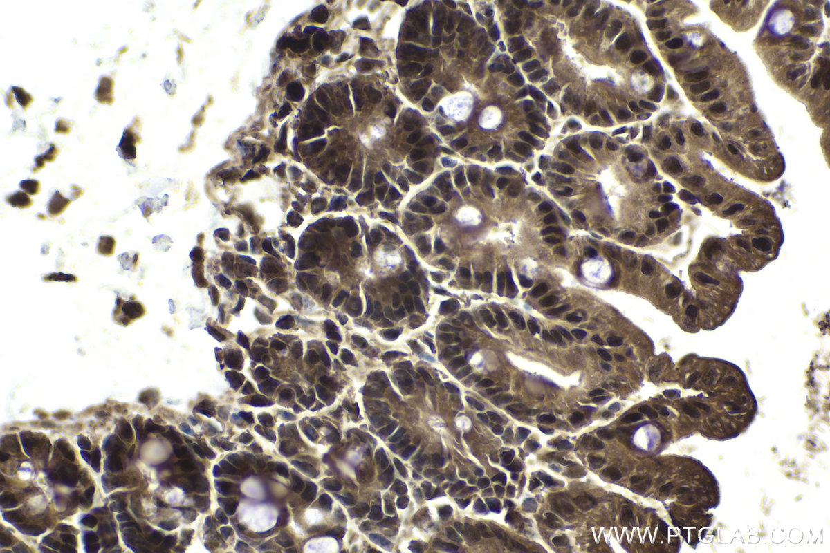 Immunohistochemical analysis of paraffin-embedded mouse intestine tissue slide using KHC1969 (GID8 IHC Kit).