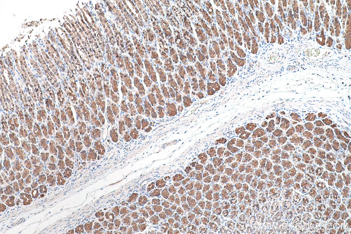 Immunohistochemical analysis of paraffin-embedded rat stomach tissue slide using KHC0694 (GLO1 IHC Kit).