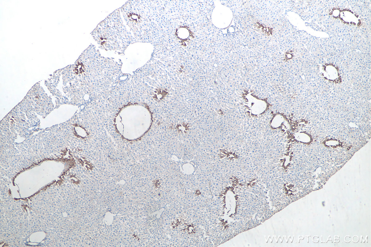 Immunohistochemical analysis of paraffin-embedded mouse liver tissue slide using KHC0037 (GLUL IHC Kit).