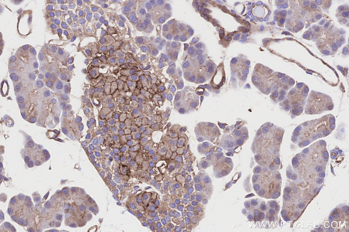 Immunohistochemical analysis of paraffin-embedded rat pancreas tissue slide using KHC3177 (GLUT2 IHC Kit).