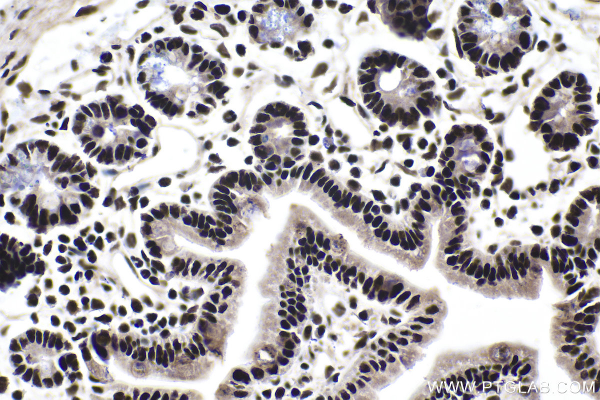Immunohistochemical analysis of paraffin-embedded mouse small intestine tissue slide using KHC1783 (GLYR1 IHC Kit).