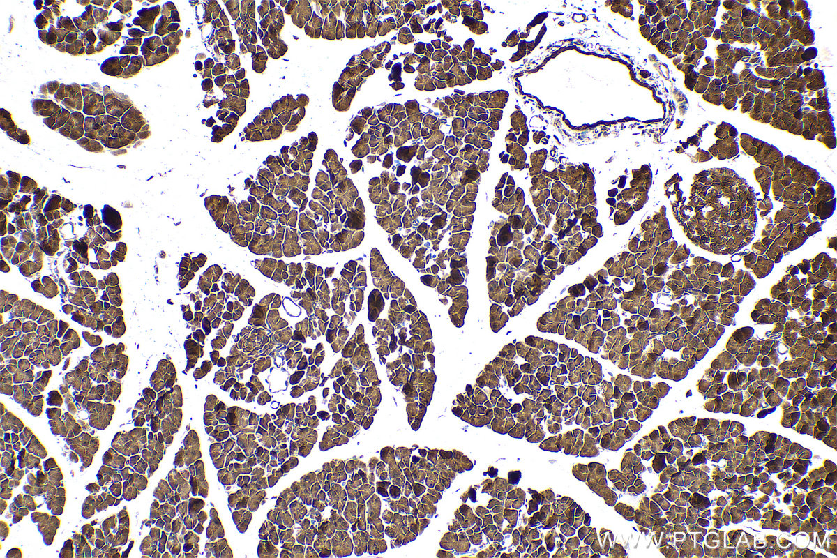 Immunohistochemical analysis of paraffin-embedded mouse pancreas tissue slide using KHC0697 (GMDS IHC Kit).