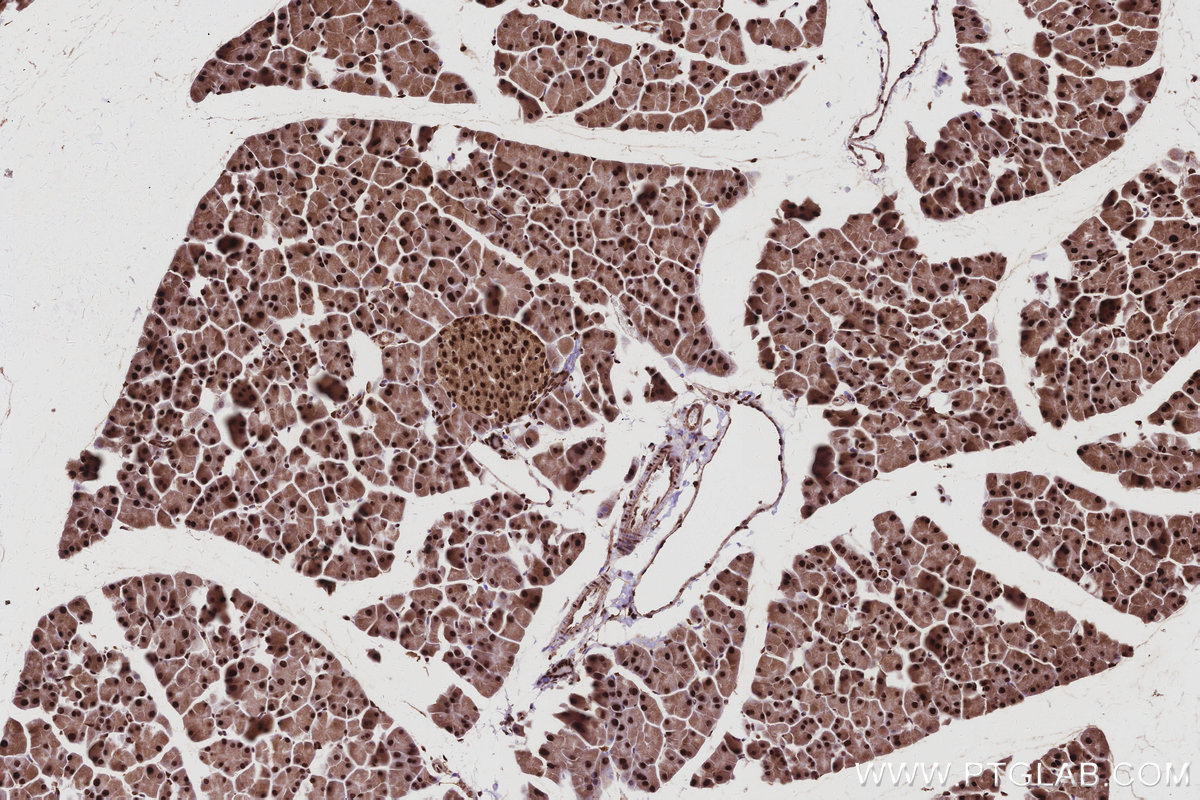Immunohistochemical analysis of paraffin-embedded mouse pancreas tissue slide using KHC2988 (GMIP IHC Kit). Immunohistochemical analysis of paraffin-embedded mouse pancreas tissue slide using KHC2988 (GMIP IHC Kit).