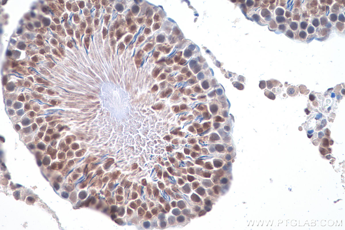 Immunohistochemical analysis of paraffin-embedded rat testis tissue slide using KHC0890 (GMPS IHC Kit).