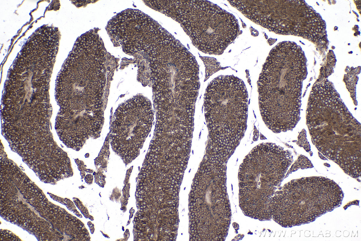 Immunohistochemical analysis of paraffin-embedded mouse testis tissue slide using KHC1730 (GNA13 IHC Kit).