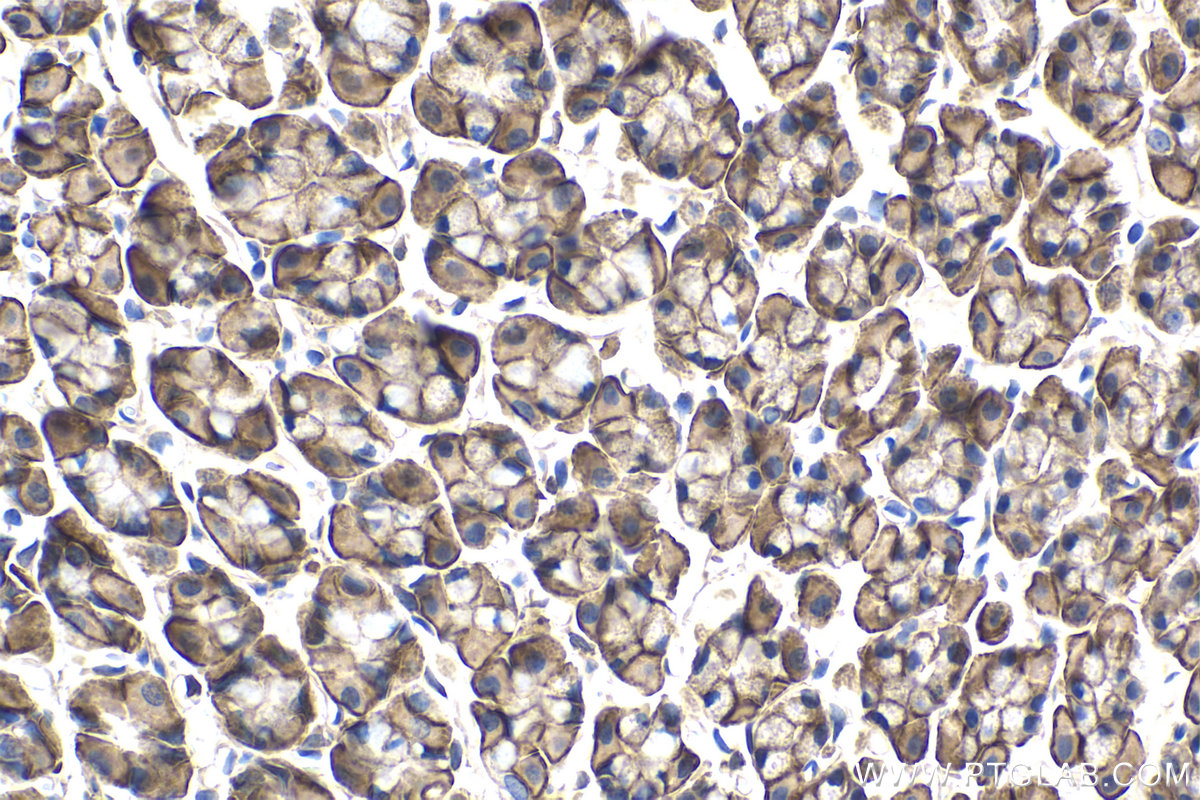 Immunohistochemical analysis of paraffin-embedded rat stomach tissue slide using KHC1730 (GNA13 IHC Kit).
