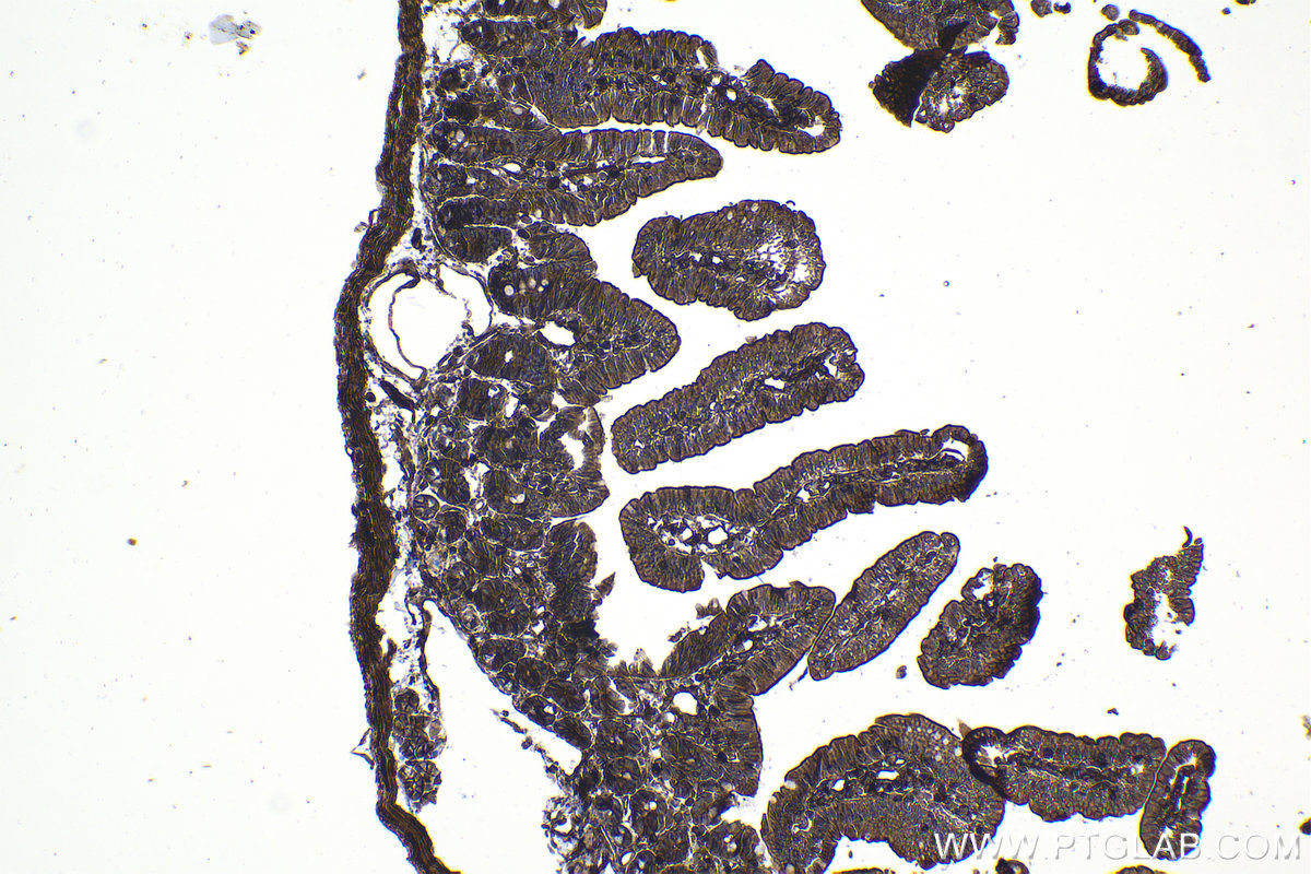 Immunohistochemical analysis of paraffin-embedded mouse small intestine tissue slide using KHC1076 (GNAS IHC Kit).