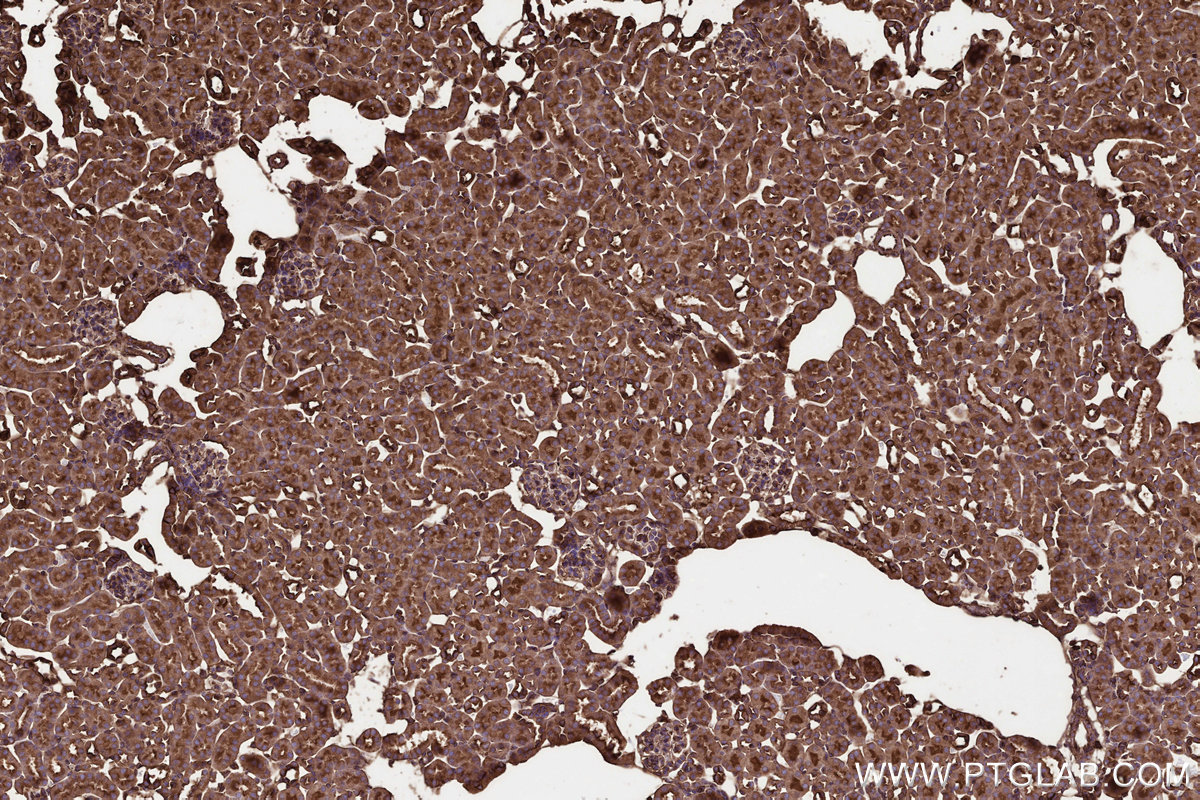 Immunohistochemical analysis of paraffin-embedded mouse kidney tissue slide using KHC3244 (GNB1 IHC Kit).