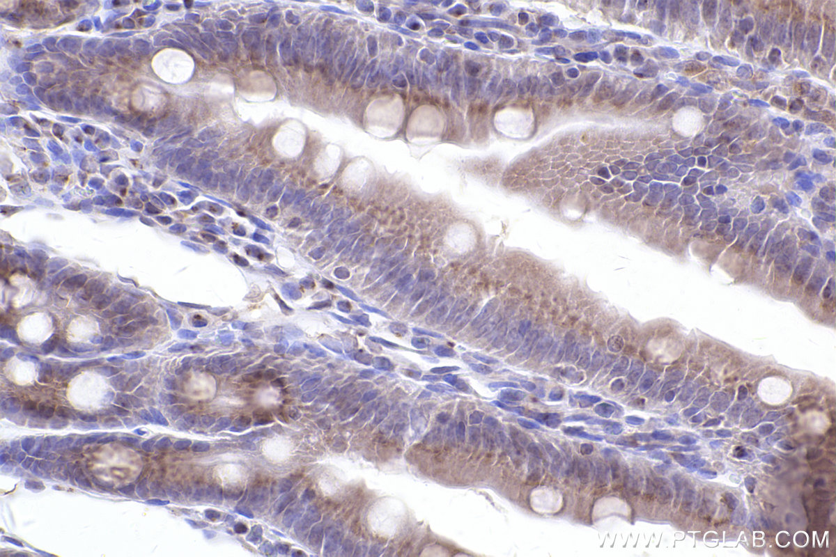 Immunohistochemical analysis of paraffin-embedded rat small intestine tissue slide using KHC2403 (GOLGA2/GM130 IHC Kit).
