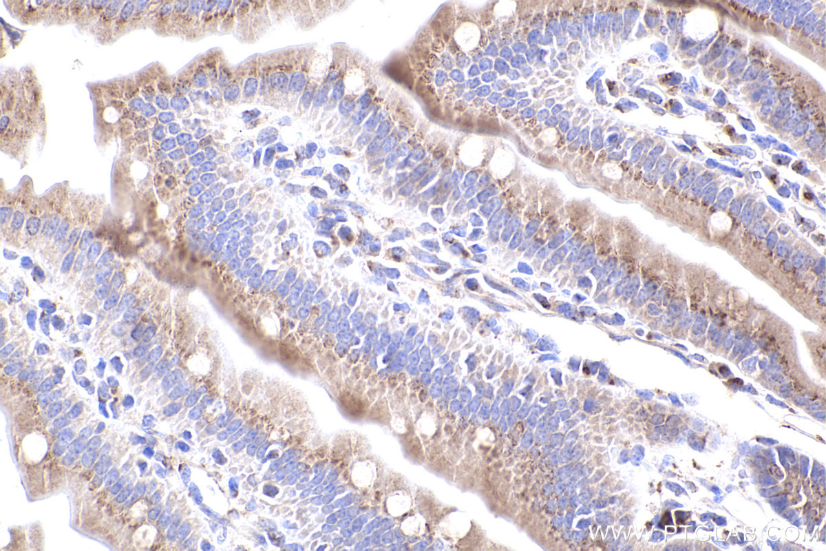 Immunohistochemical analysis of paraffin-embedded mouse small intestine tissue slide using KHC2403 (GOLGA2/GM130 IHC Kit).