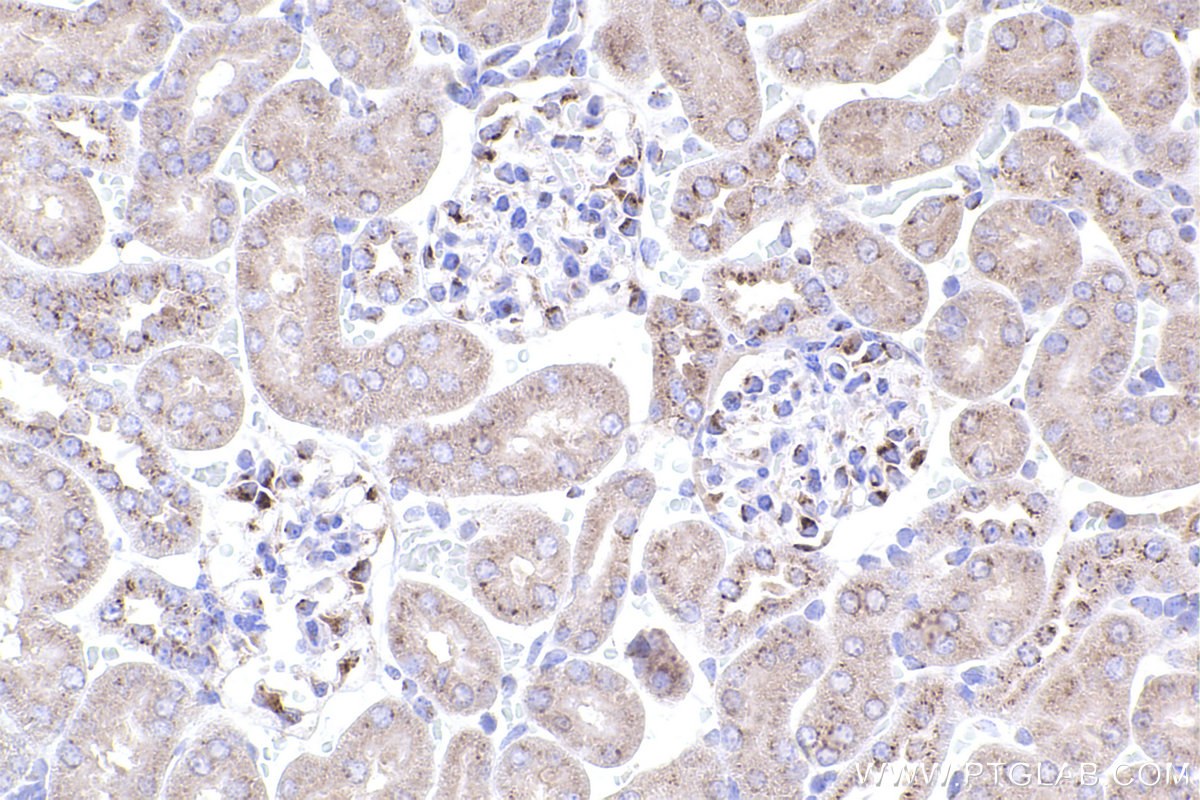 Immunohistochemical analysis of paraffin-embedded mouse kidney tissue slide using KHC2403 (GOLGA2/GM130 IHC Kit).