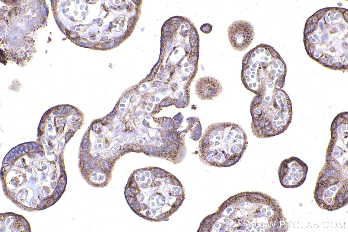 Immunohistochemical analysis of paraffin-embedded human placenta tissue slide using KHC2403 (GOLGA2/GM130 IHC Kit).