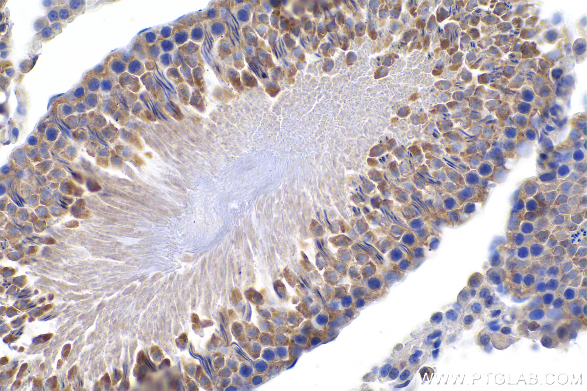 Immunohistochemical analysis of paraffin-embedded rat testis tissue slide using KHC0947 (GORASP2 IHC Kit).