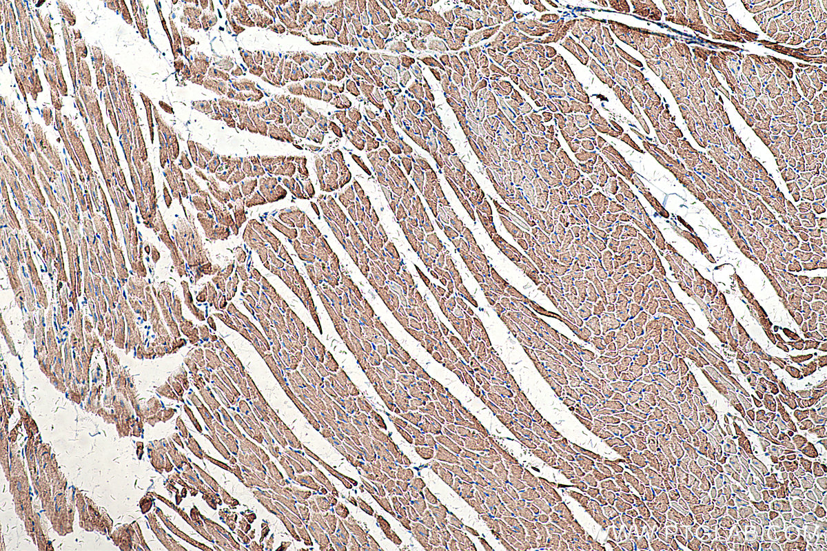 Immunohistochemical analysis of paraffin-embedded rat heart tissue slide using KHC0320 (GOT2 IHC Kit).