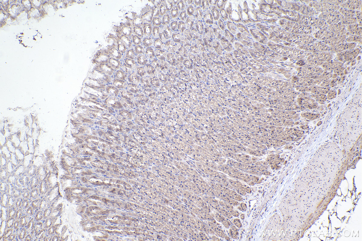 Immunohistochemical analysis of paraffin-embedded rat stomach tissue slide using KHC2370 (GPSM2 IHC Kit).