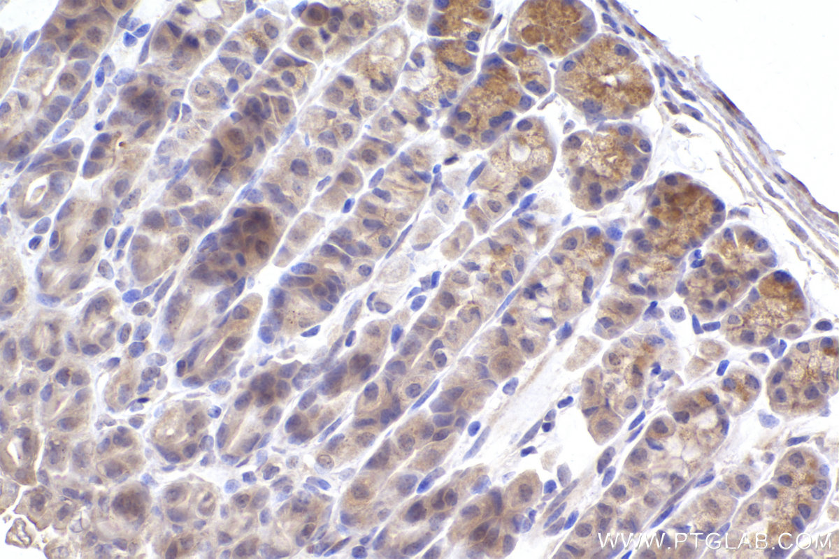 Immunohistochemical analysis of paraffin-embedded mouse stomach tissue slide using KHC2370 (GPSM2 IHC Kit).