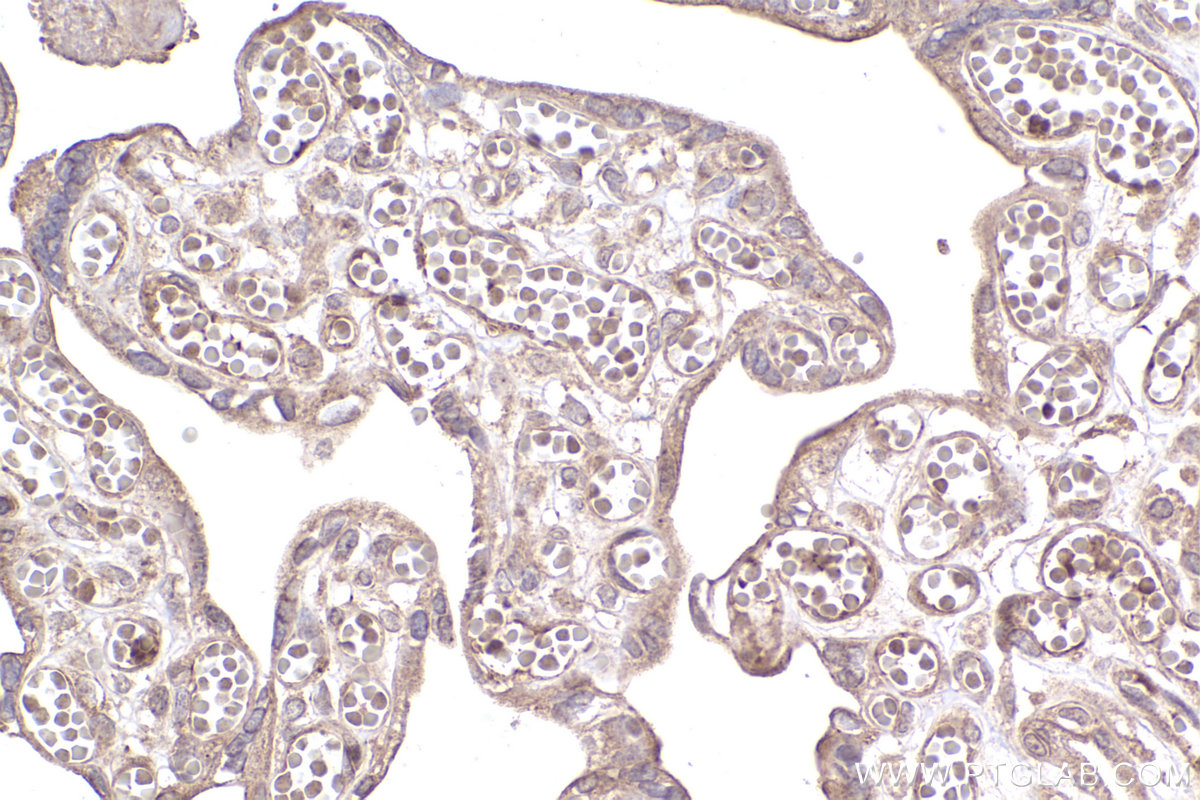 Immunohistochemical analysis of paraffin-embedded human placenta tissue slide using KHC2370 (GPSM2 IHC Kit).