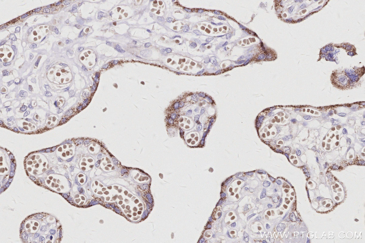 Immunohistochemical analysis of paraffin-embedded human placenta tissue slide using KHC3042 (GRAF IHC Kit).