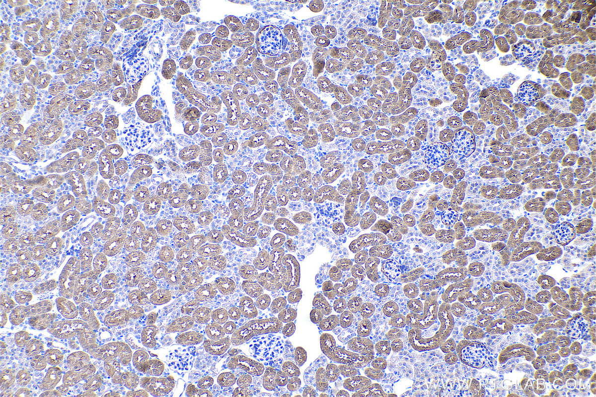 Immunohistochemical analysis of paraffin-embedded mouse kidney tissue slide using KHC0520 (GRHPR IHC Kit).