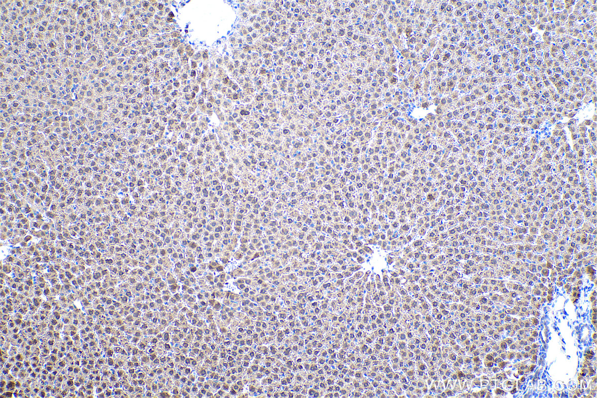 Immunohistochemical analysis of paraffin-embedded rat liver tissue slide using KHC0520 (GRHPR IHC Kit).