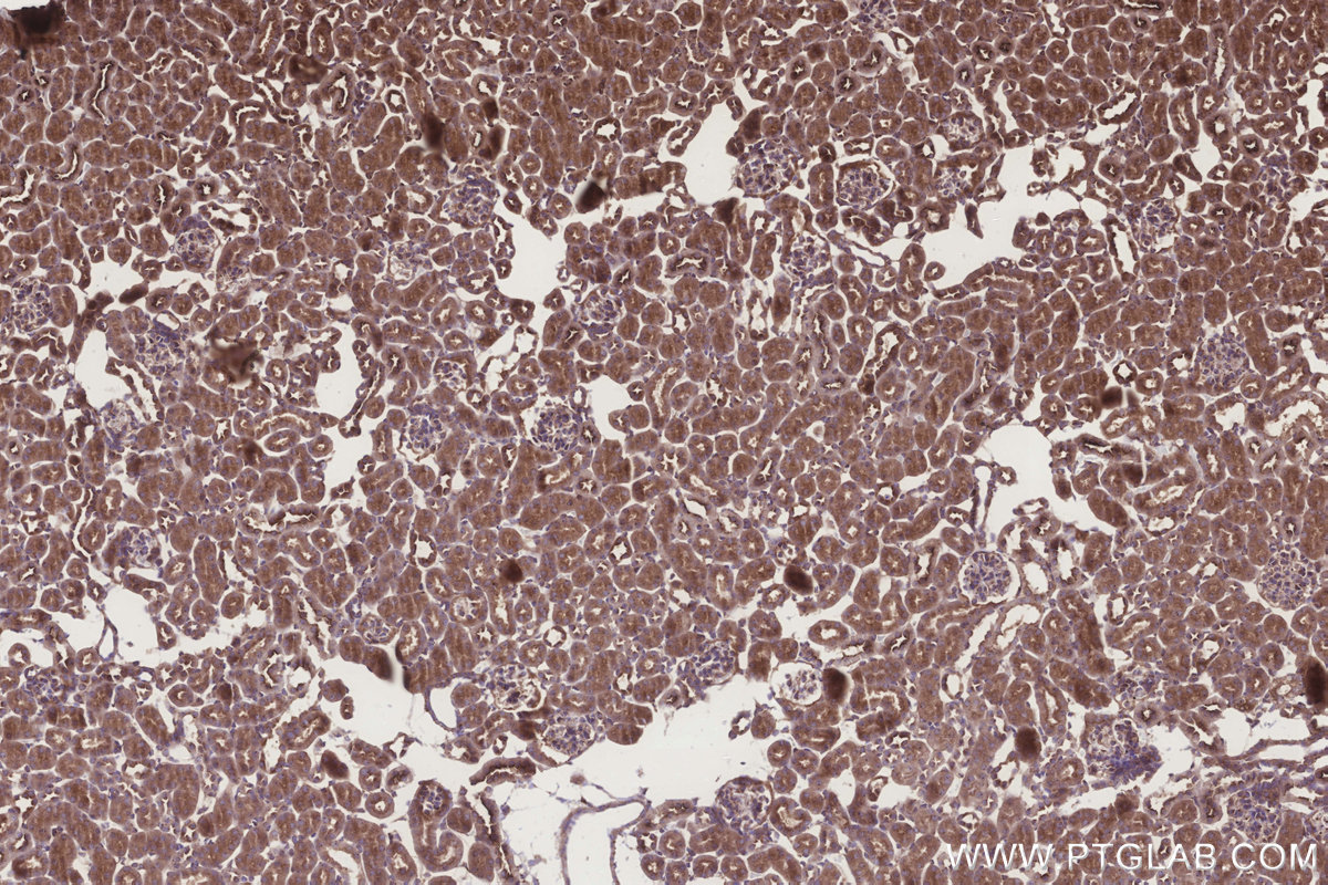 Immunohistochemical analysis of paraffin-embedded mouse kidney tissue slide using KHC3279 (GRINA IHC Kit).