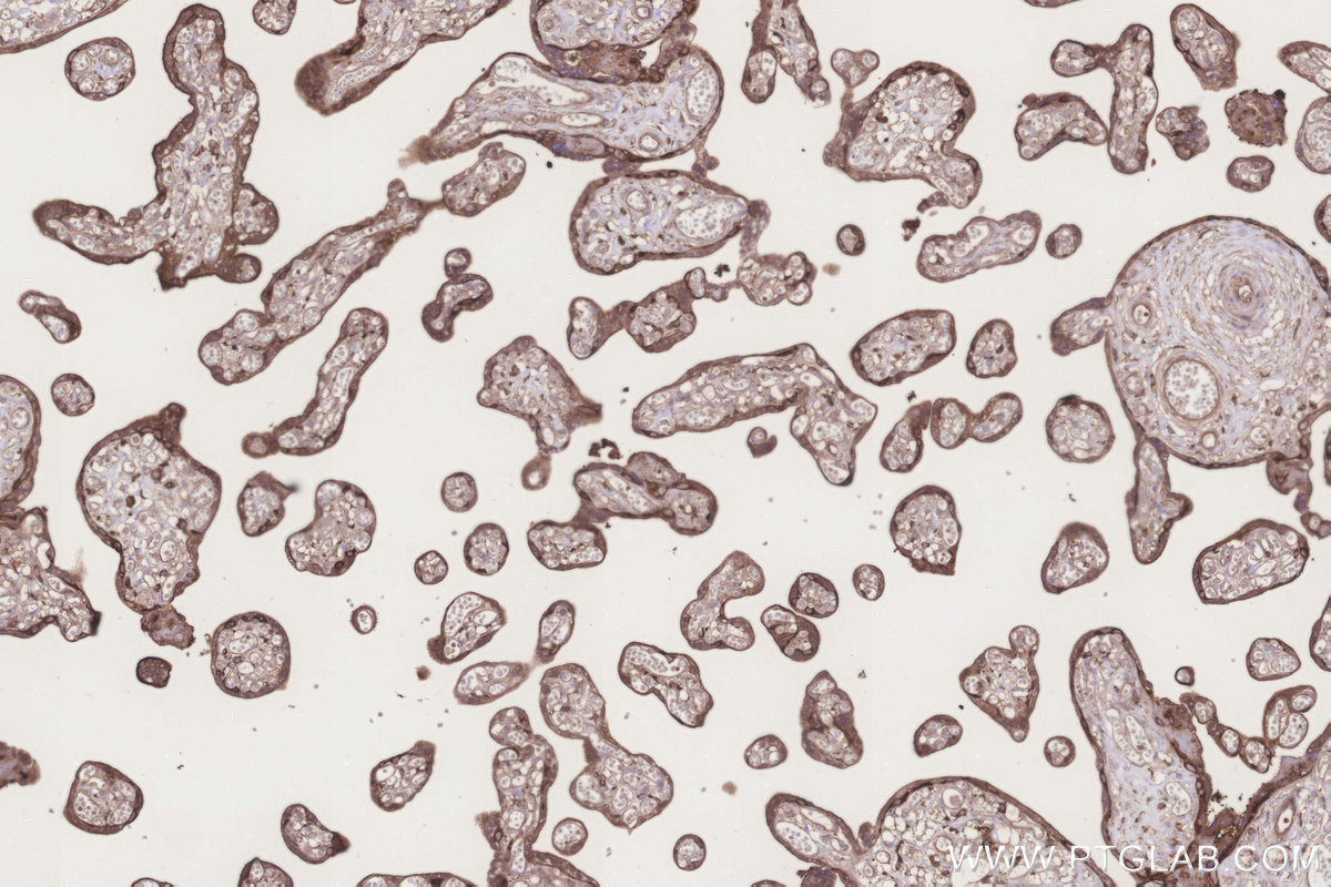 Immunohistochemical analysis of paraffin-embedded human placenta tissue slide using KHC3279 (GRINA IHC Kit).