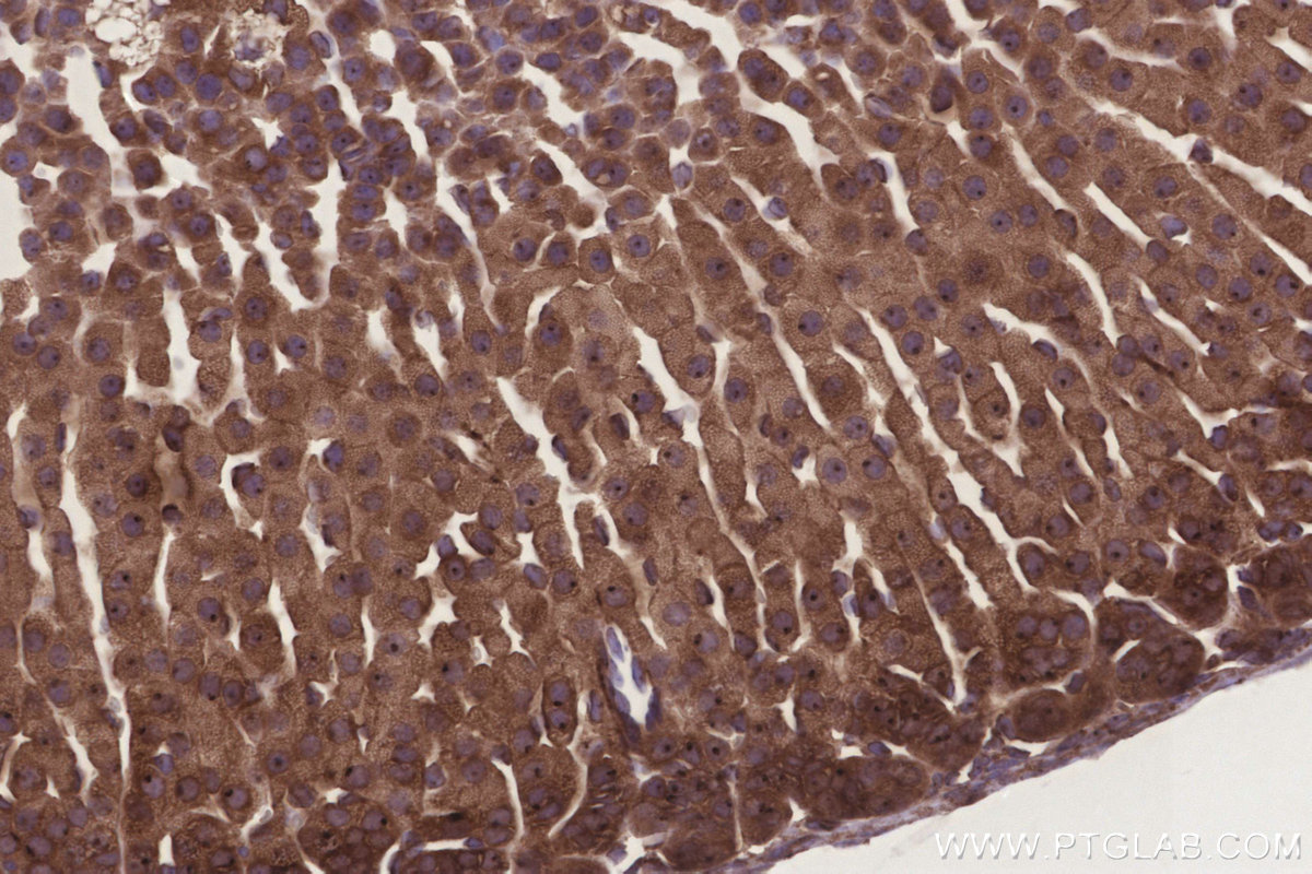Immunohistochemical analysis of paraffin-embedded mouse adrenal gland tissue slide using KHC3279 (GRINA IHC Kit).