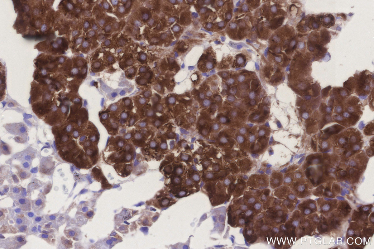 Immunohistochemical analysis of paraffin-embedded rat adrenal gland tissue slide using KHC3279 (GRINA IHC Kit).